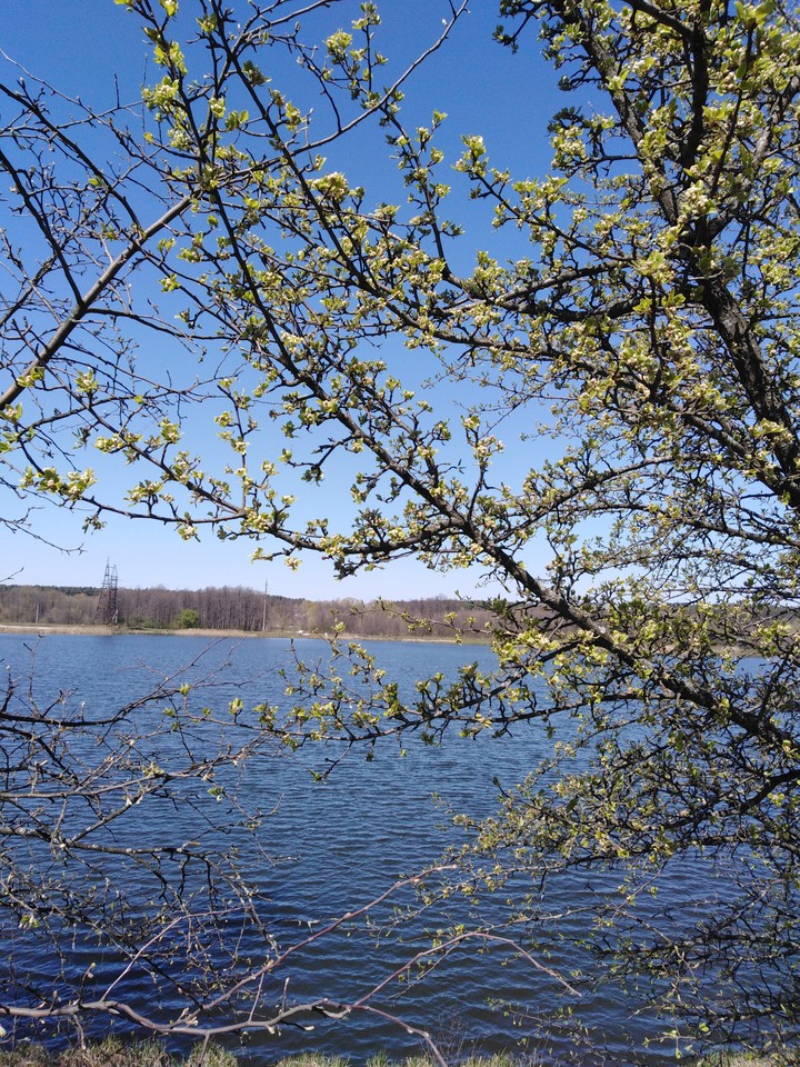 spring