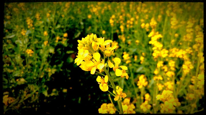 Lone Mustard
