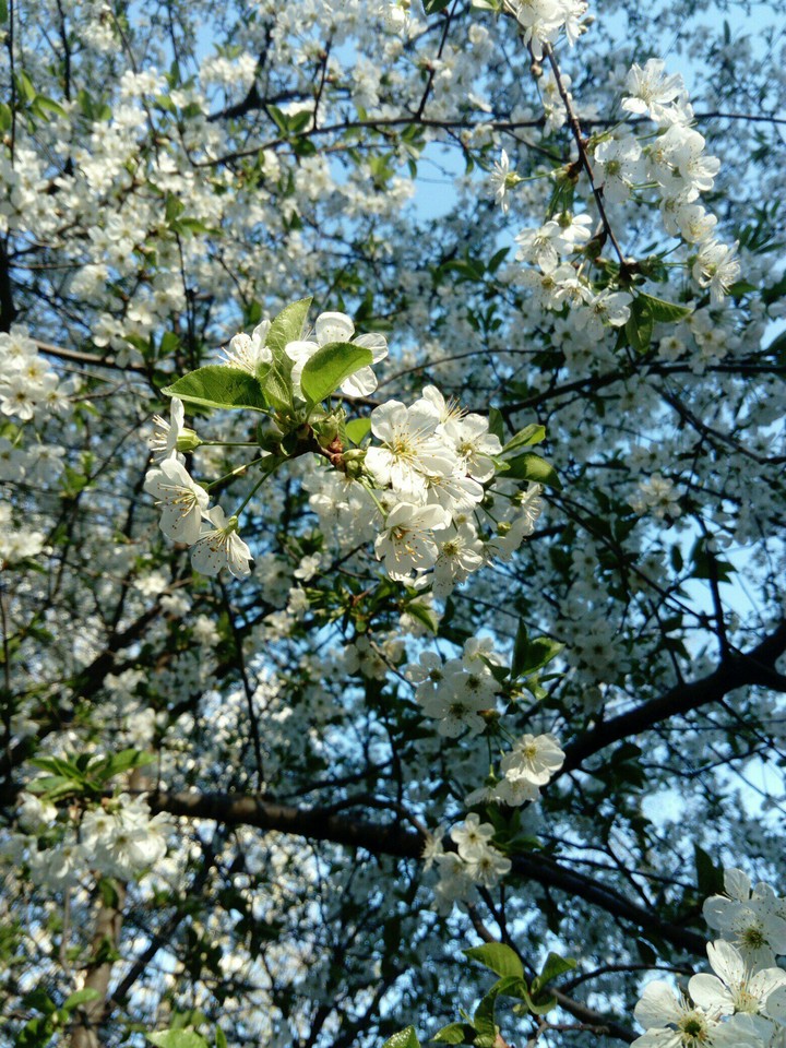spring