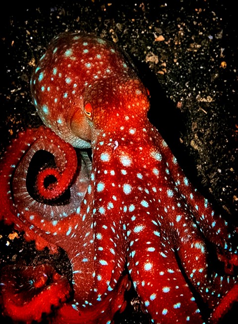 Atlantic Spotted Octopus