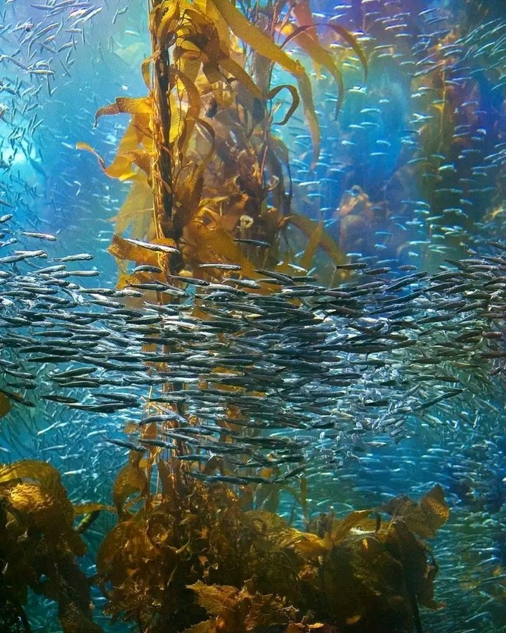 sea life