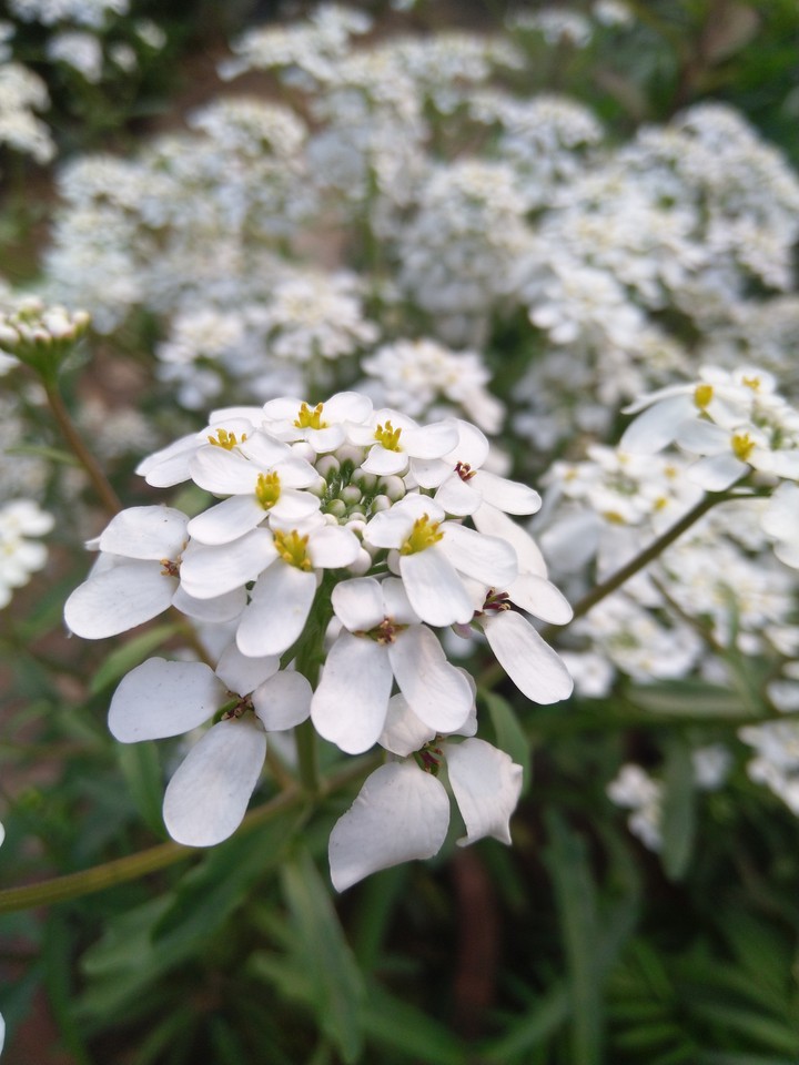 young flowers