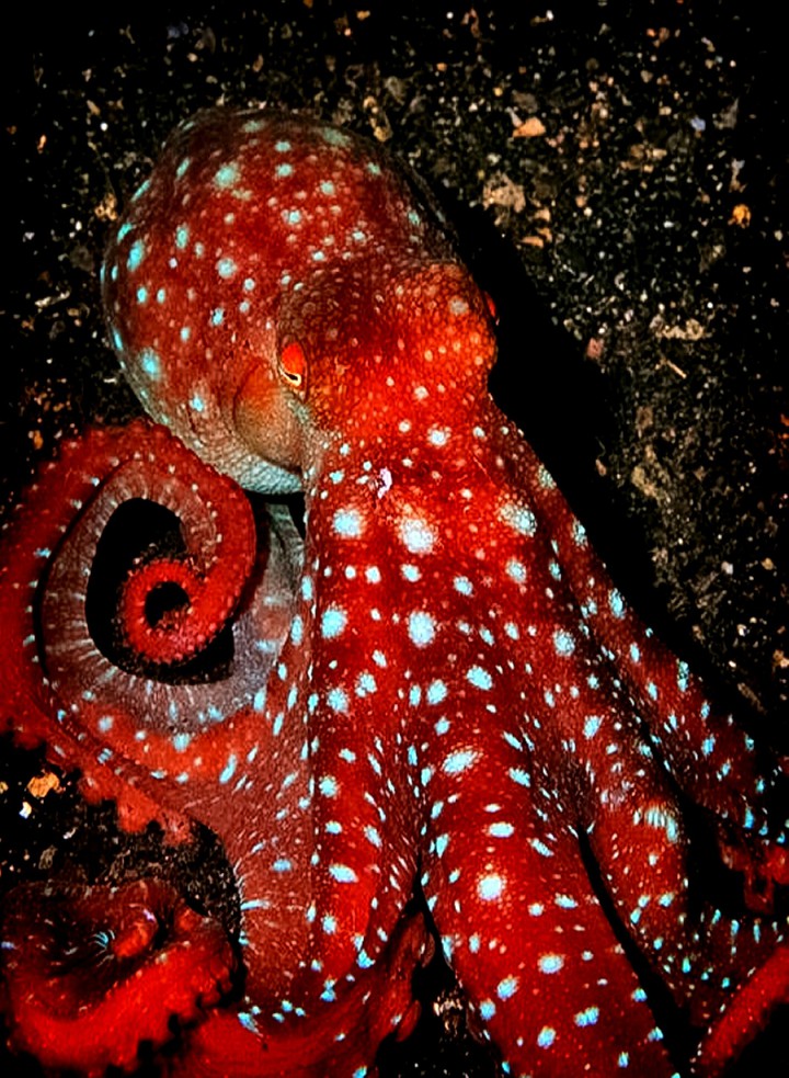 Atlantic Spotted Octopus