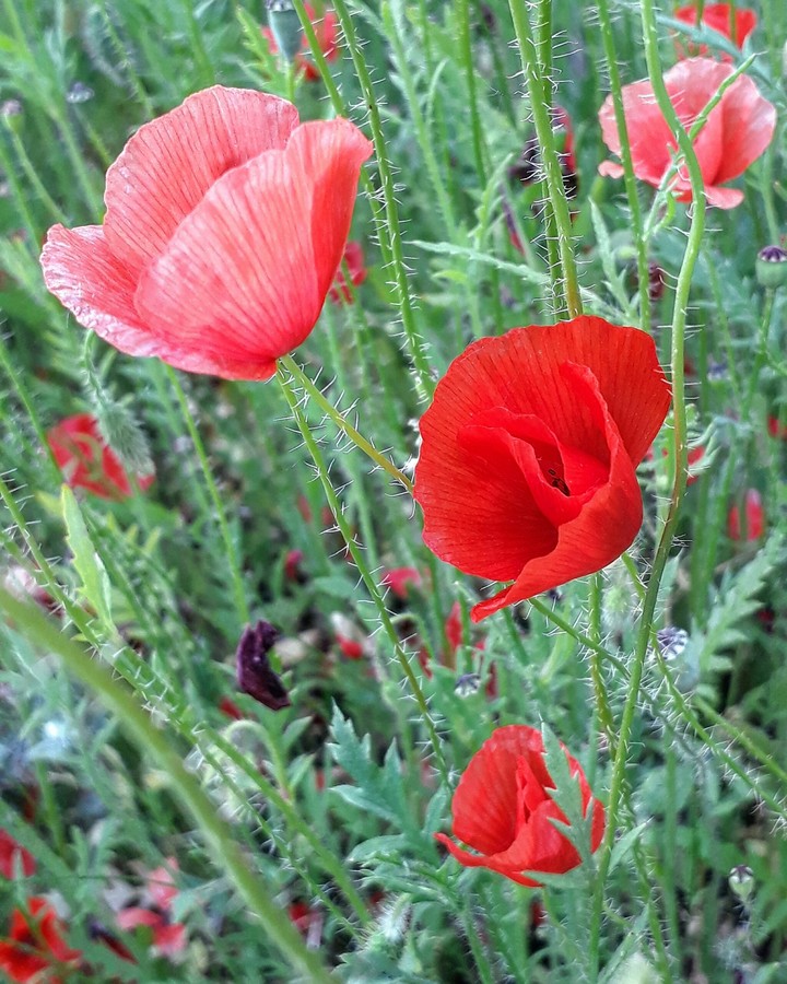 poppy