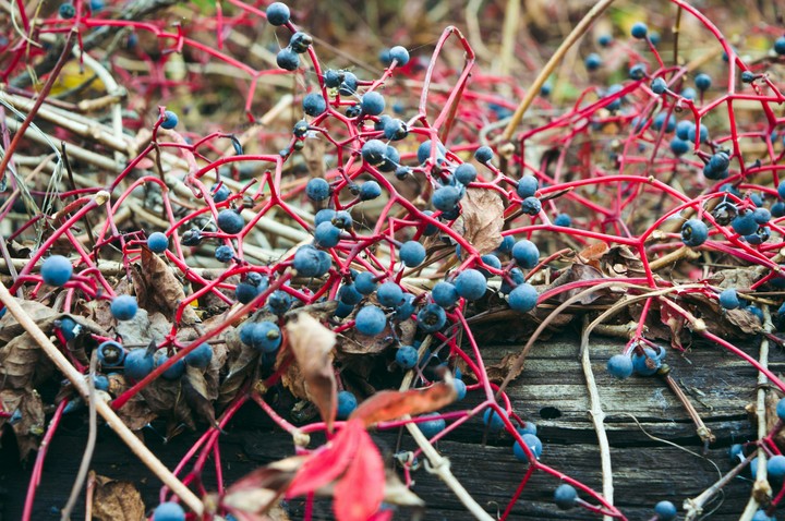 berry