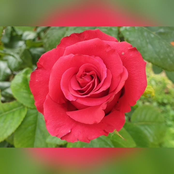Red Rose
