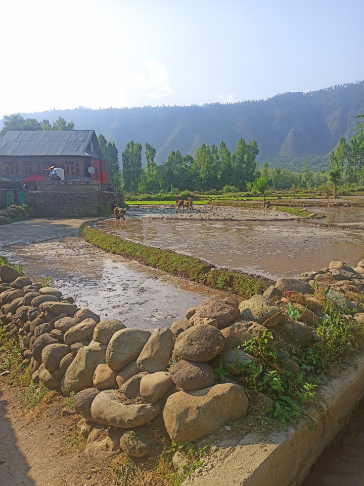 paddy fields