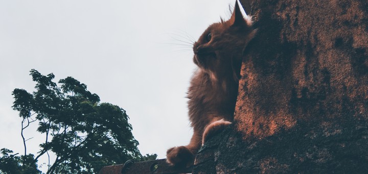 cat