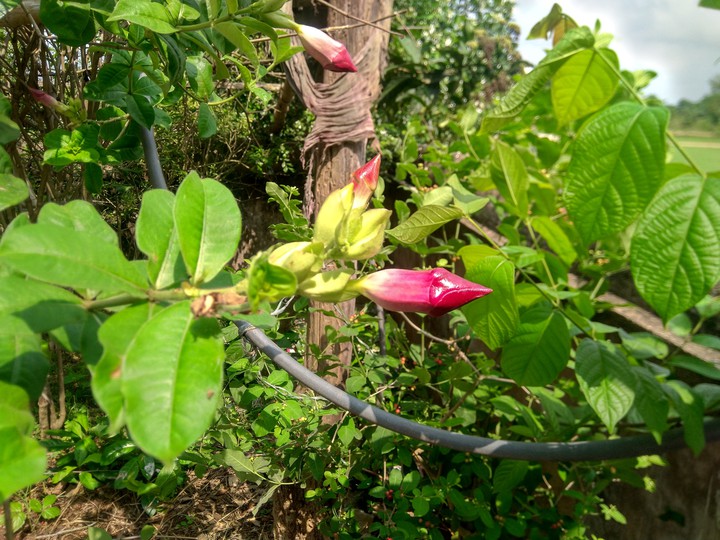 flower