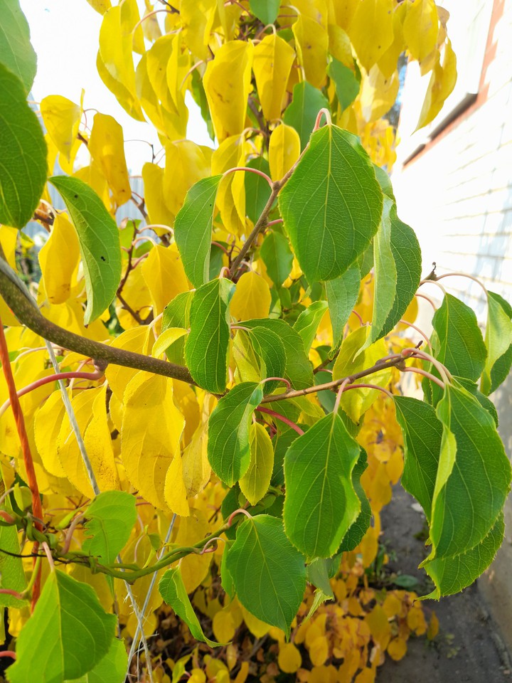 Actinidia