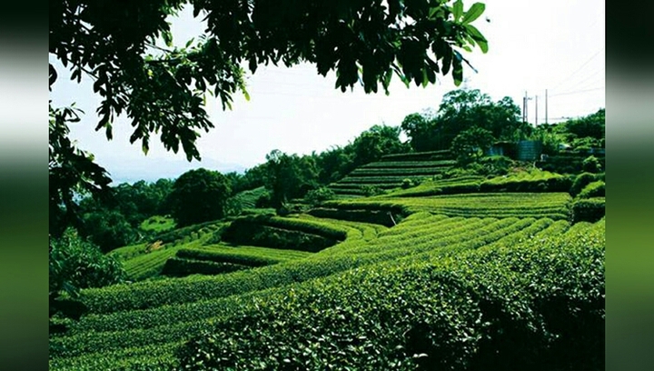 Tea garden