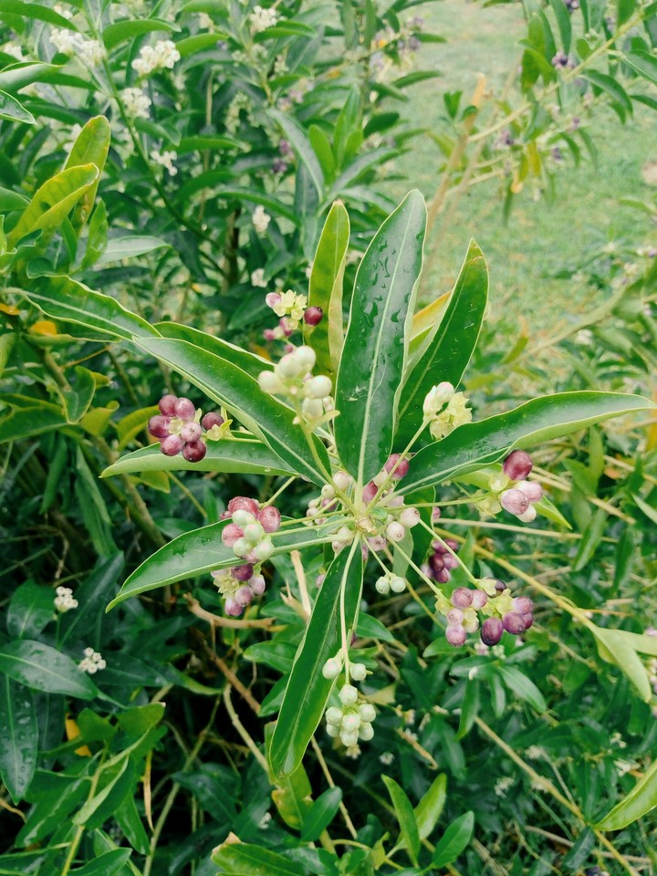 #A roadside plant...