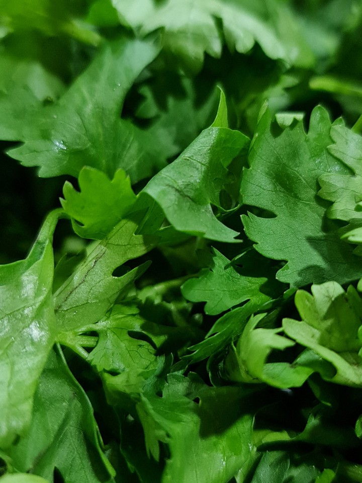 green corriendor