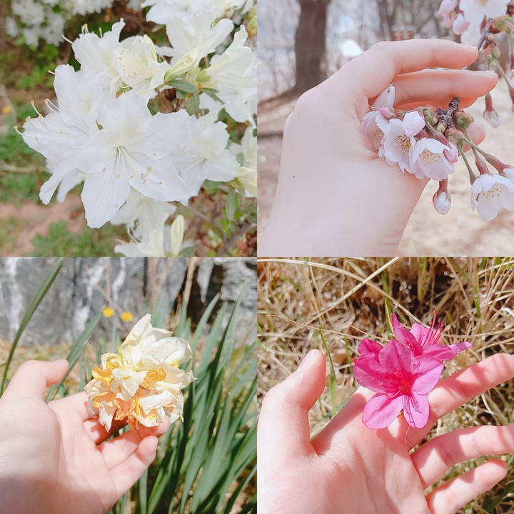 꽃4종세트. 길가,봉황산,집거리,집거리