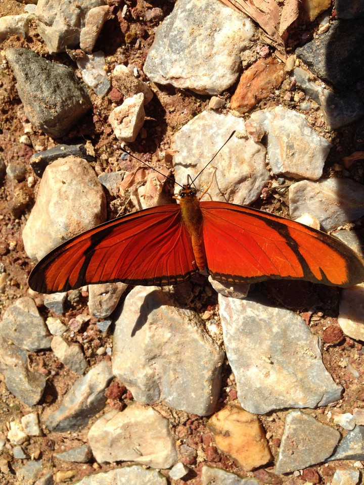 Butterfly