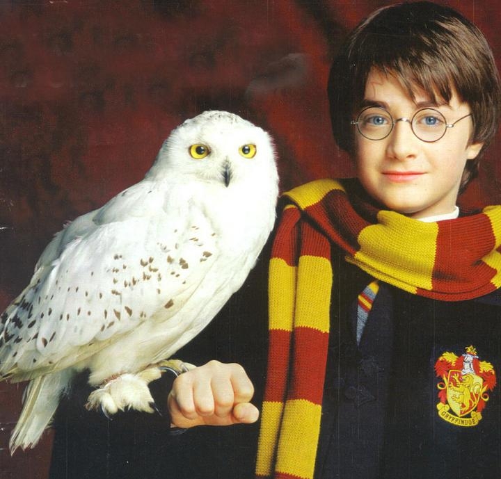 harry potter