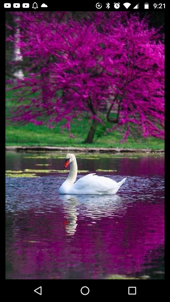 nature