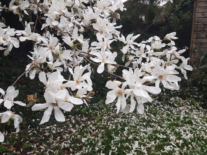 Spring