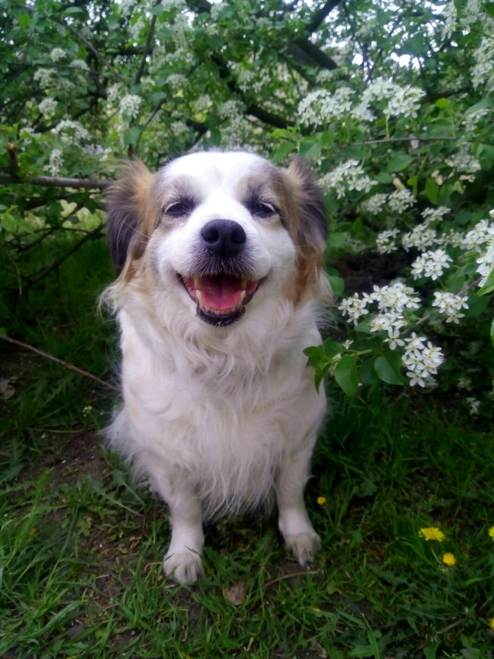 dog
