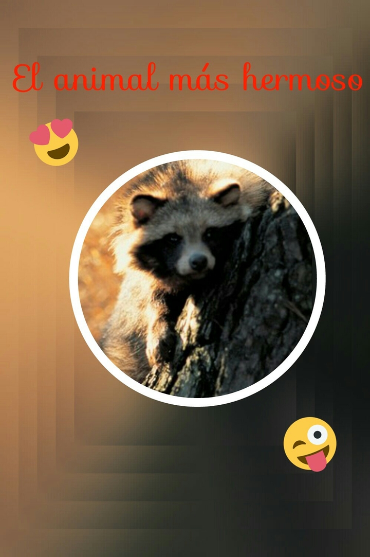 zorro