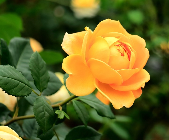 Rose
