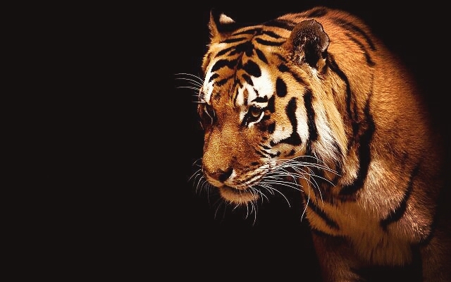 TIGER