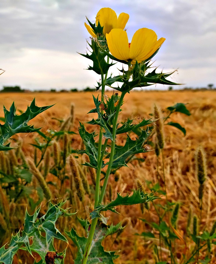 flowers