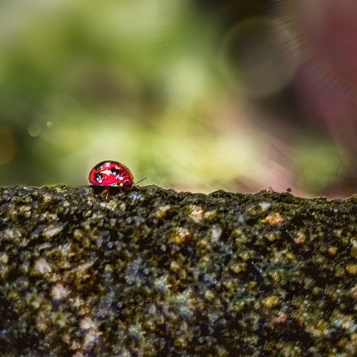 bug
