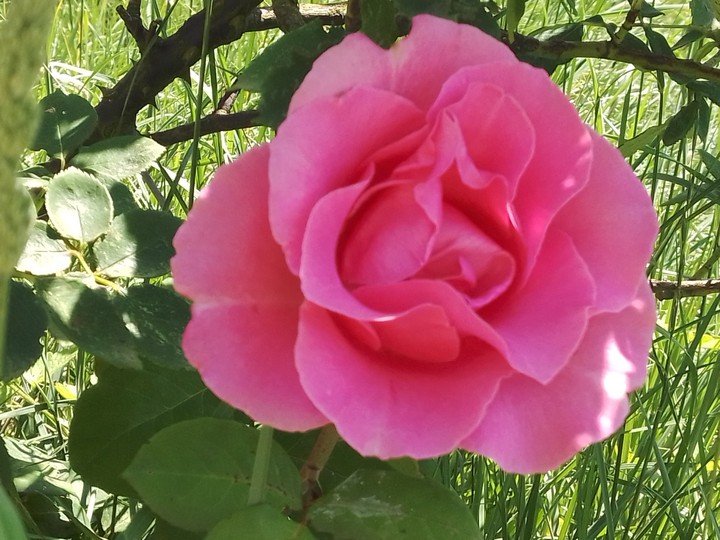 Rose rose