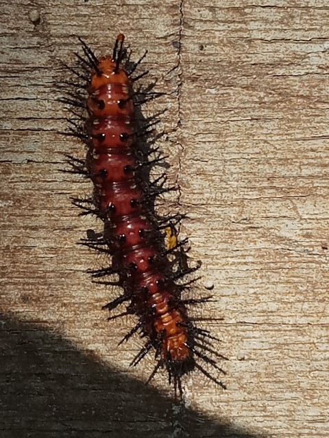 insect, Centipede wallpapers