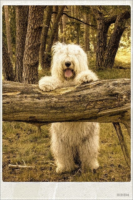 good ol' english sheepdog.