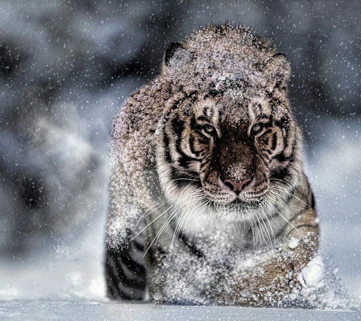 tiger