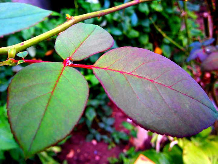 Rose leaf