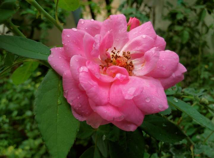 Home Garden