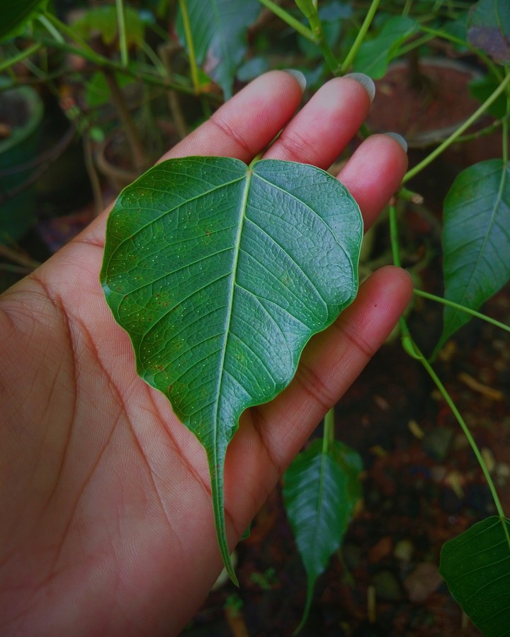 leaf