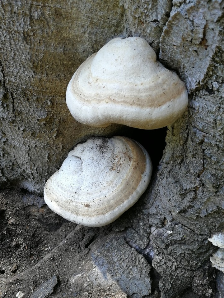 Musgroom on the tree
