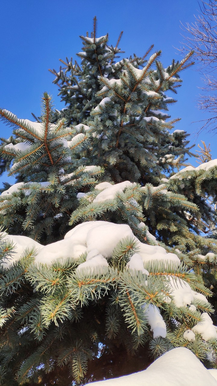 Christmas tree