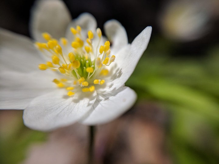 Anemone