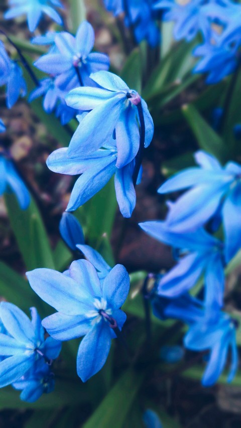 ταπετσαρίες scilla, flower