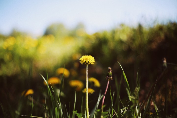 dandelion