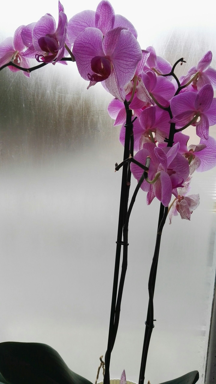 orchid