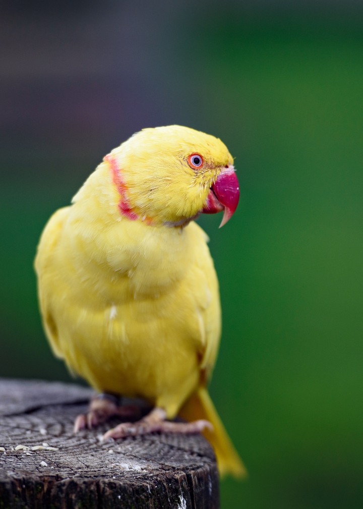parrot