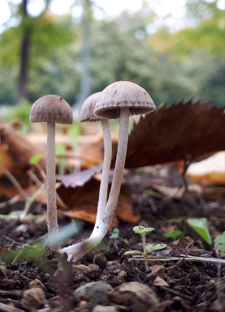 mushrooms