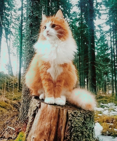cat