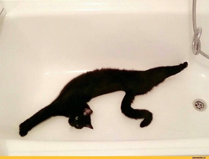 кошки