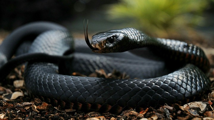 Snake