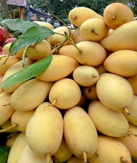 Rajsahi Mangoes