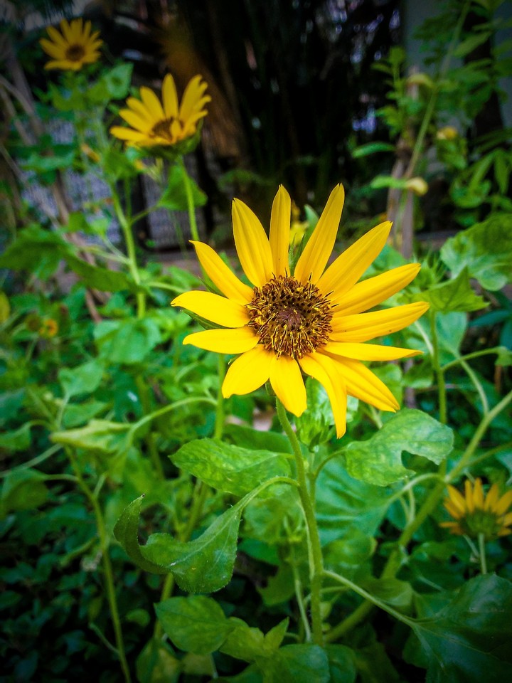 sunflower