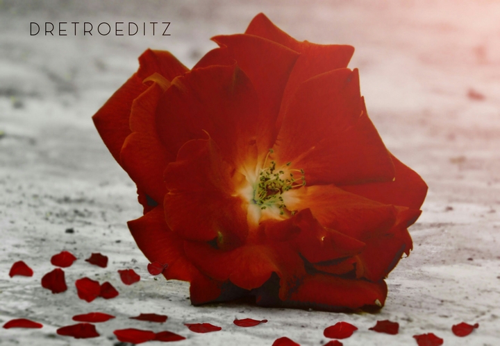 roses