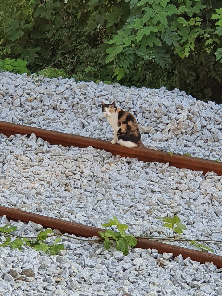 cat on railway
